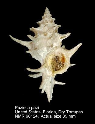 Paziella pazi.jpg - Paziella pazi(Crosse,1869)